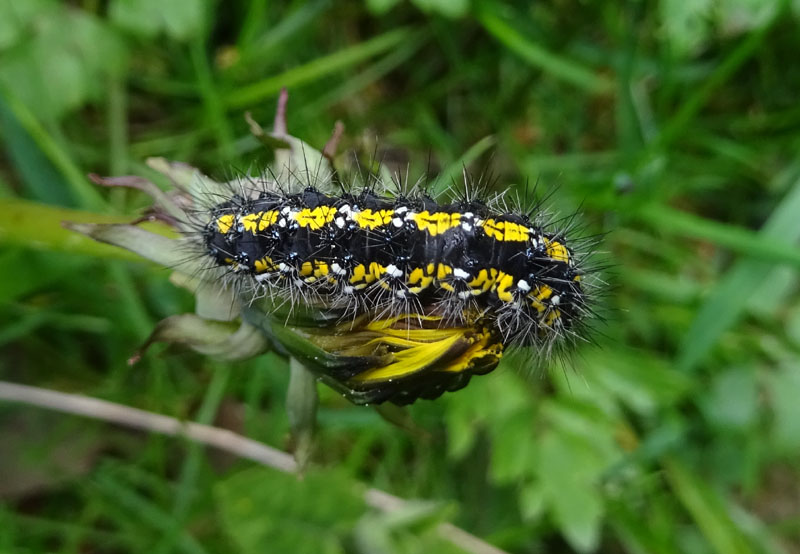 bruco : Callimorpha dominula - Erebidae Arctiinae